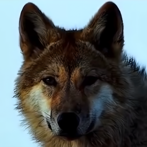 Wolf King Green logo