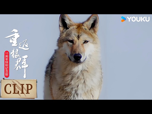 Documentary thumbnail